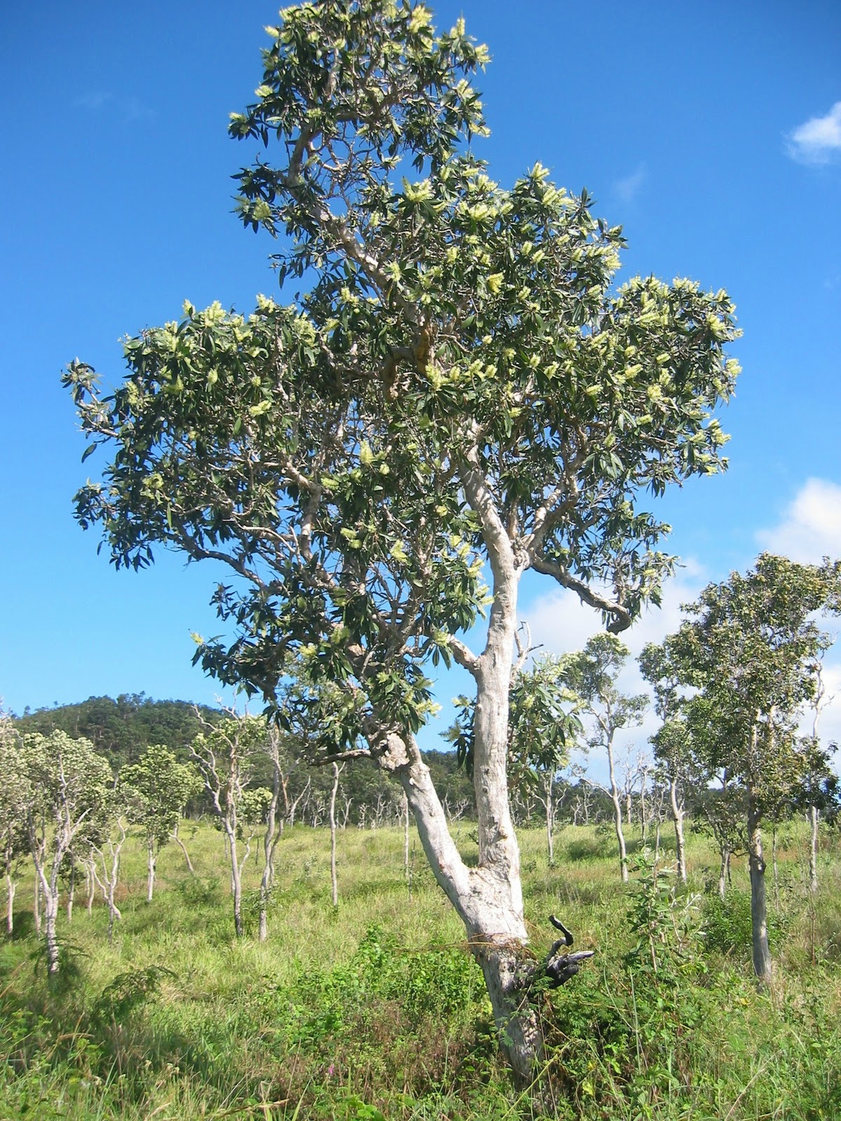 Huile essentielle de niaouli, Melaleuca quinquenervia, Aromathérapie