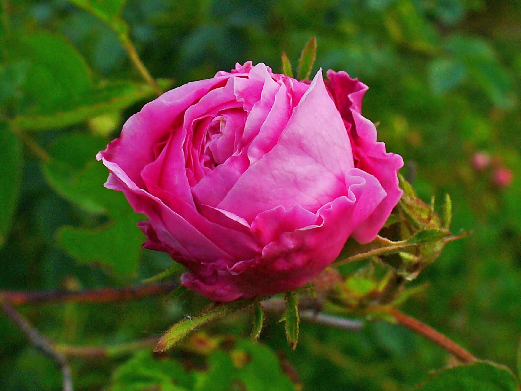 Origan sauvage - Huile essentielle biologique – Les Âmes Fleurs