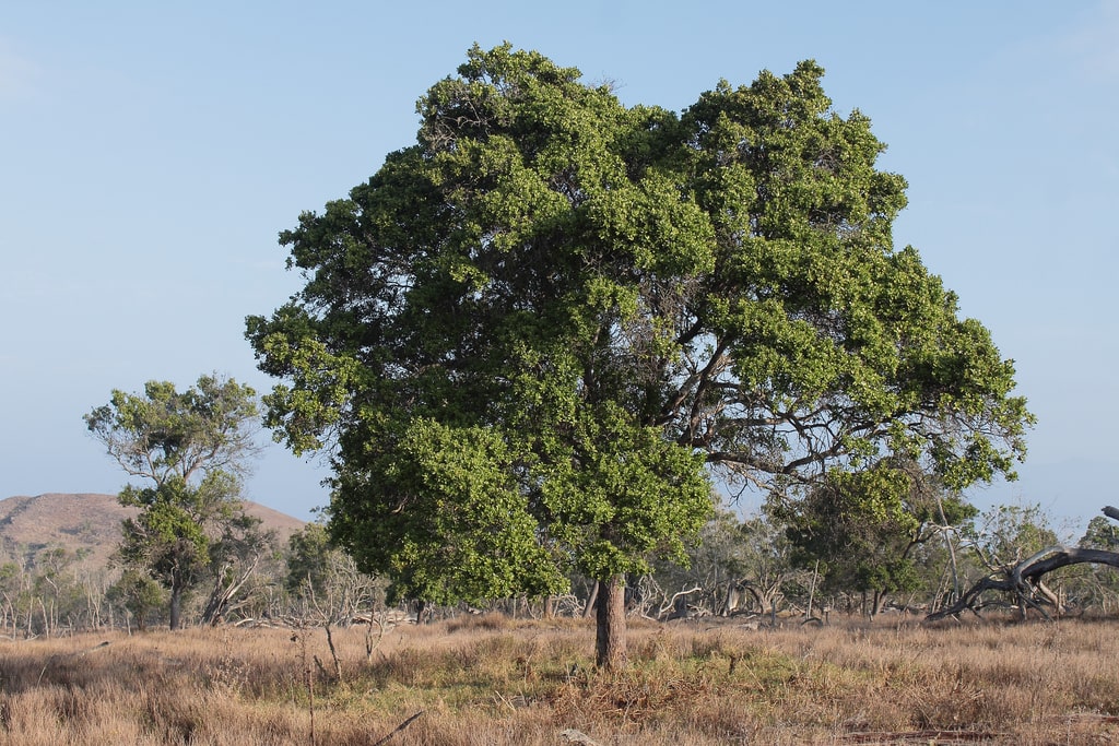 Sandalwood Hawaiian Essential Oil - Organic (Santalum Paniculatum)