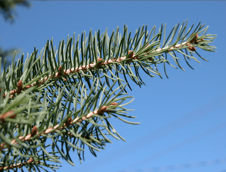 sapin baumier, Balsam fir