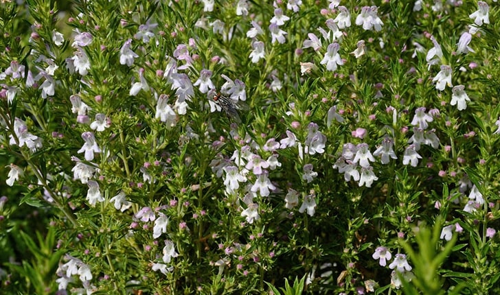 Sarriette des montagnes biologique, organic savory
