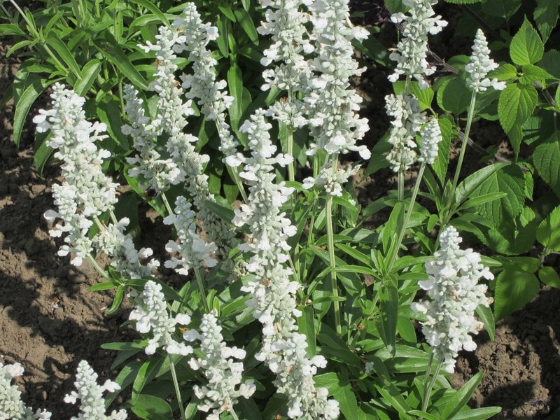Huile essentielle 100 pure et naturelle Sauge blanche ZAYAT AROMA — free download