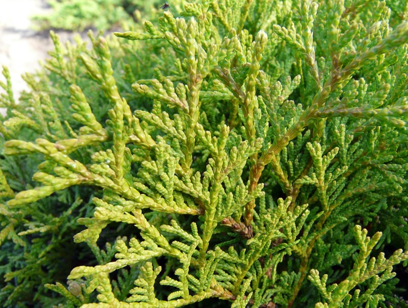 Fraser Fir & Eastern Hemlock (Co-Distilled) Essential Oil