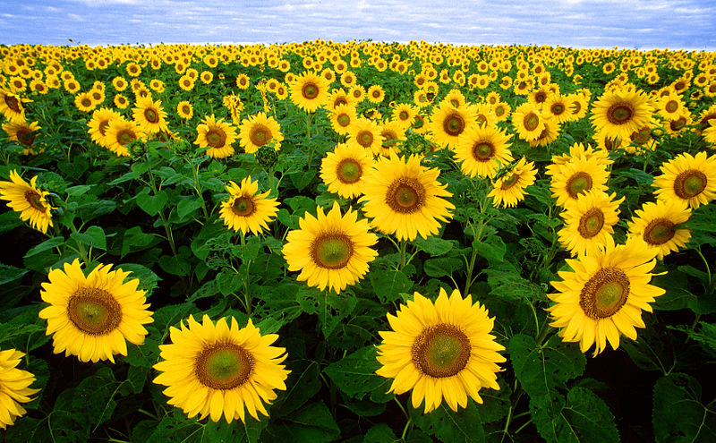 Huile de tournesol bio du Qc