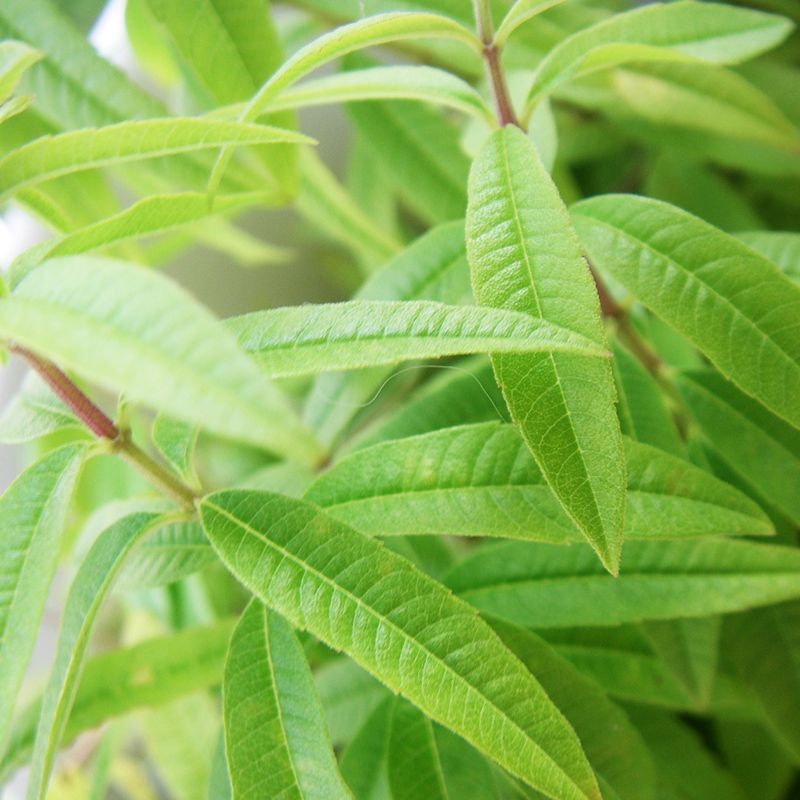 Verbena (Lemon Verbena) Organic Essential Oil Aroma