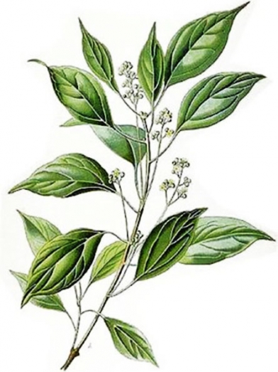 Ravensare aromatique, ravensare