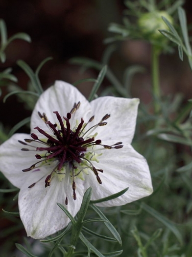 Nigelle, Nigella seed,