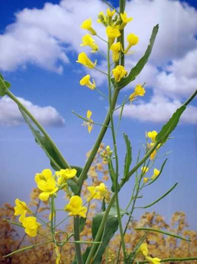 Canola