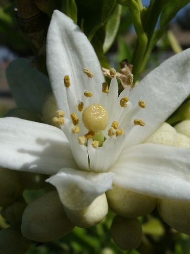 néroli, orange blossom