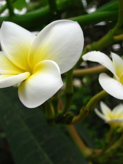 Frangipanier frangipani