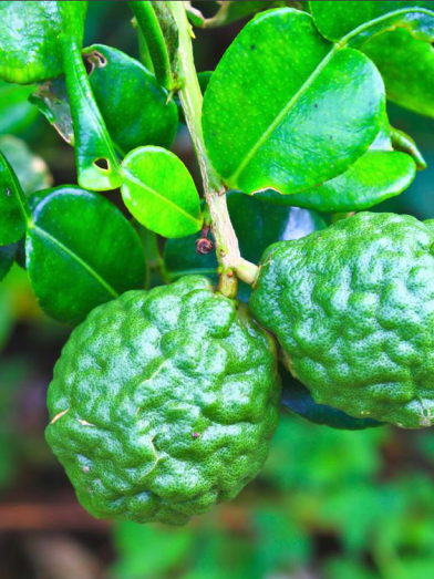 Bergamote, bergamot