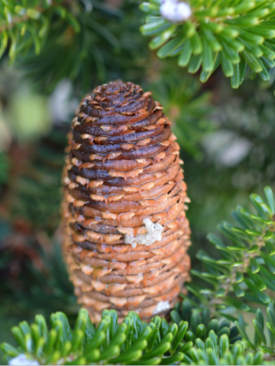 sapin de Fraser, Fraser fir