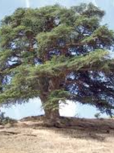 cèdre de l'Atlas, Atlas cedar