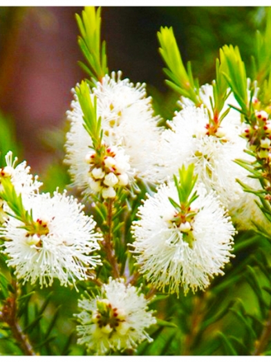 tea tree