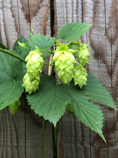 Houblon, hop