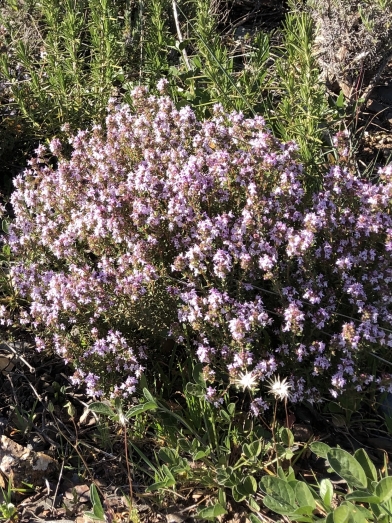 serpolet, wild thyme