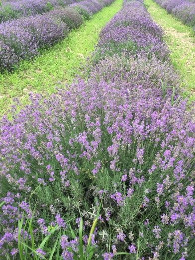 lavande vraie, lavender vera