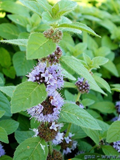 menthe des champs, wild mint