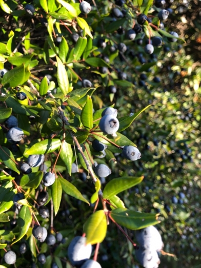 myrte, myrtle