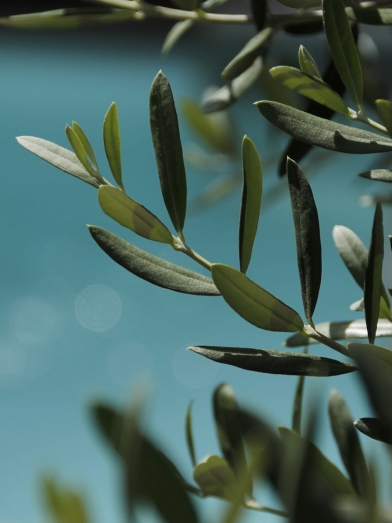 Olivier olive tree