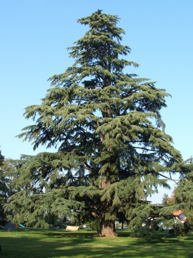 cèdre de l'Himalaya, Himalayan cedarwood.