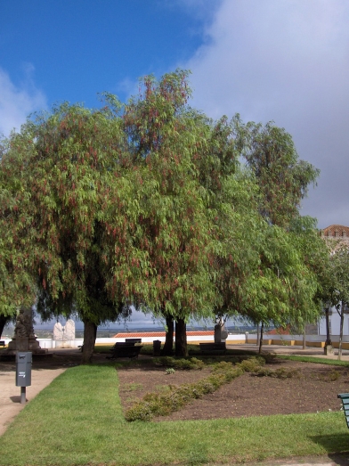 Schinus molle