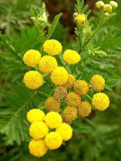tanaisie bleue, blue tansy
