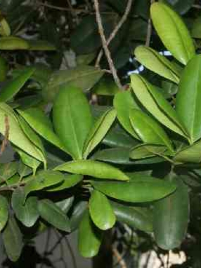 Bay feuilles, bay leaves