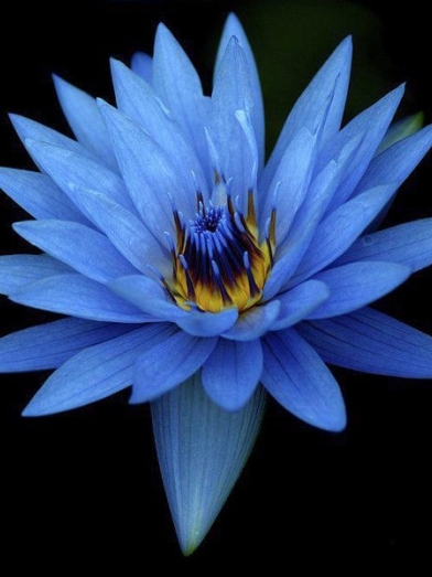 Lotus bleu blue lotus
