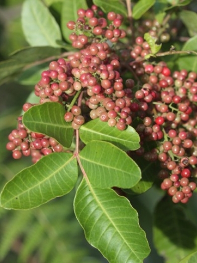 poivre rose, pink pepper