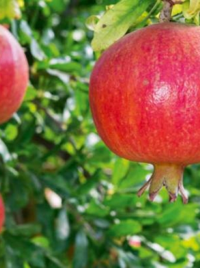 Grenade, pomegranada