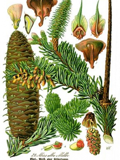 Sapin blanc, silver fir