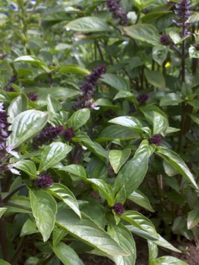 basilic exotique, exotic basil