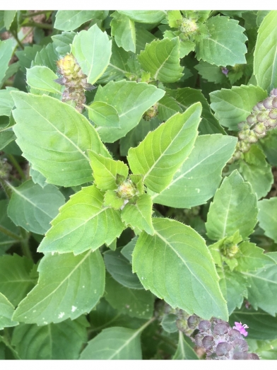 basilic sacré, sacred basil tulsi