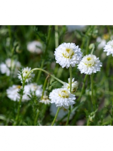 Camomille noble, chamomile noble