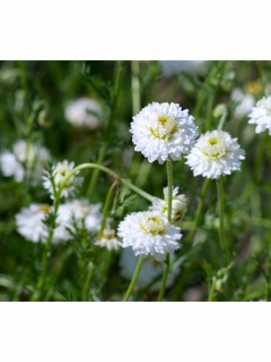 Camomille romaine, roman chamomile