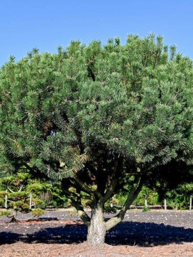 pinus mugo pine