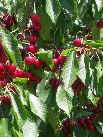 extrait de cerise, cherry aromatic extract