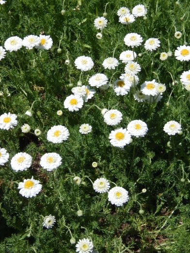 Camomille romaine, roman chamomile