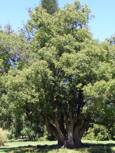 Ravintsare, ravintsara