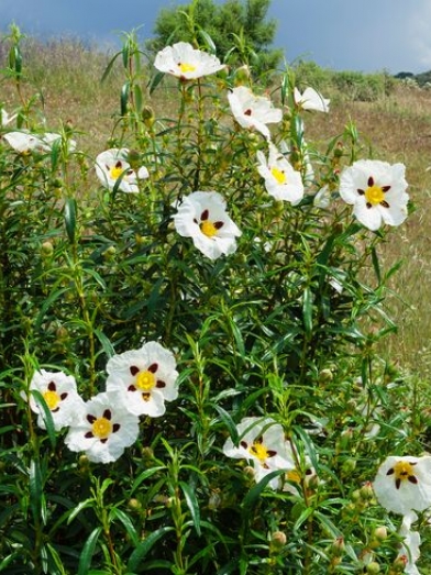 ciste ladanifère, cistus ladanifer