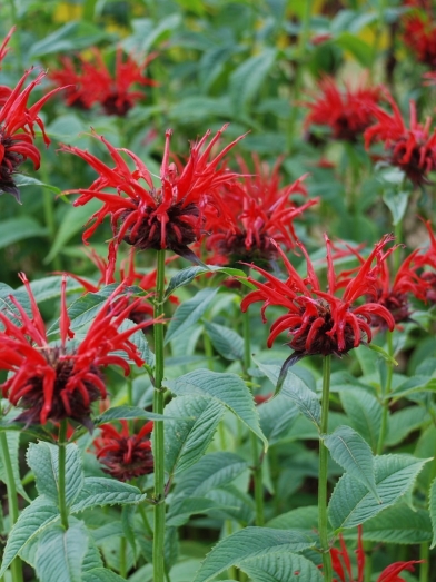 Monarde didyma, red bergamot