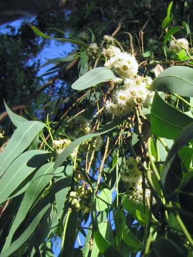 eucalyptus citriodora