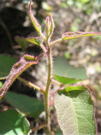 eucalyptus citriodora