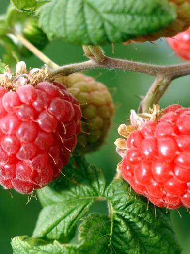 Framboise rouge