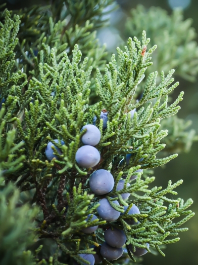 huile essentielle de Genevrier de Virginie, essential oil of cedar of Virginia