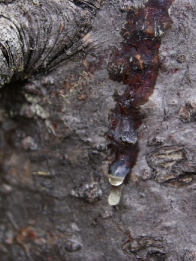 gomme sapin baumier