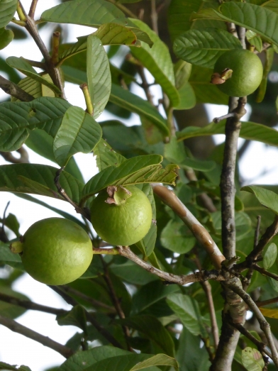 goyave, guava