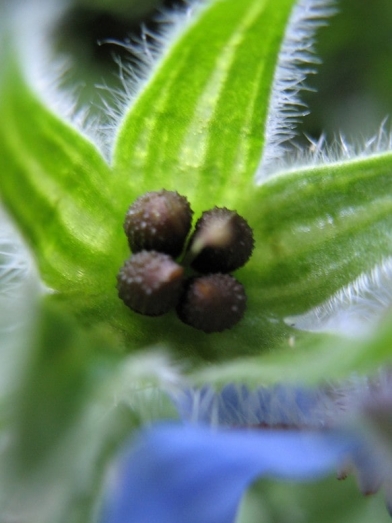 bourrache biologique, organic borage