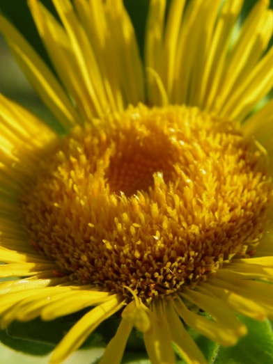 Inule odorante, inula graveolens